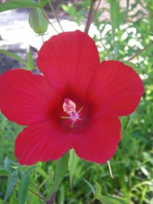 Scarlet Hibiscus